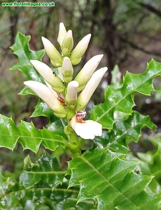 Acanthus ilicifolius
