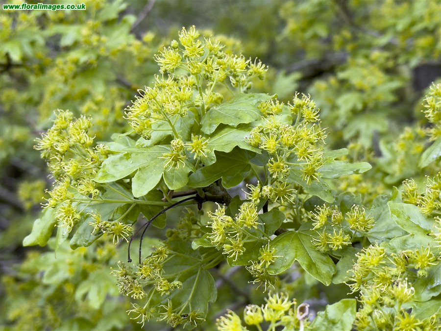 Acer campestre