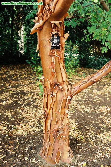 Acer griseum