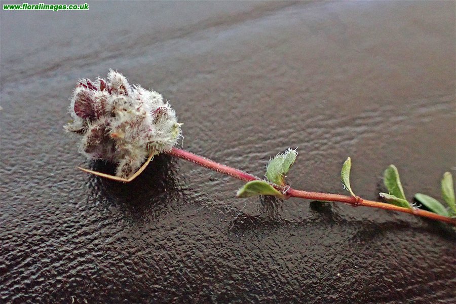 Aceria thomasi
