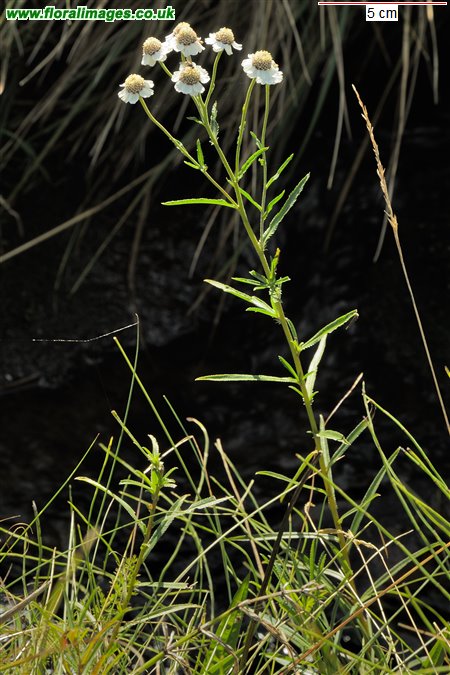 Achillea ptarmica