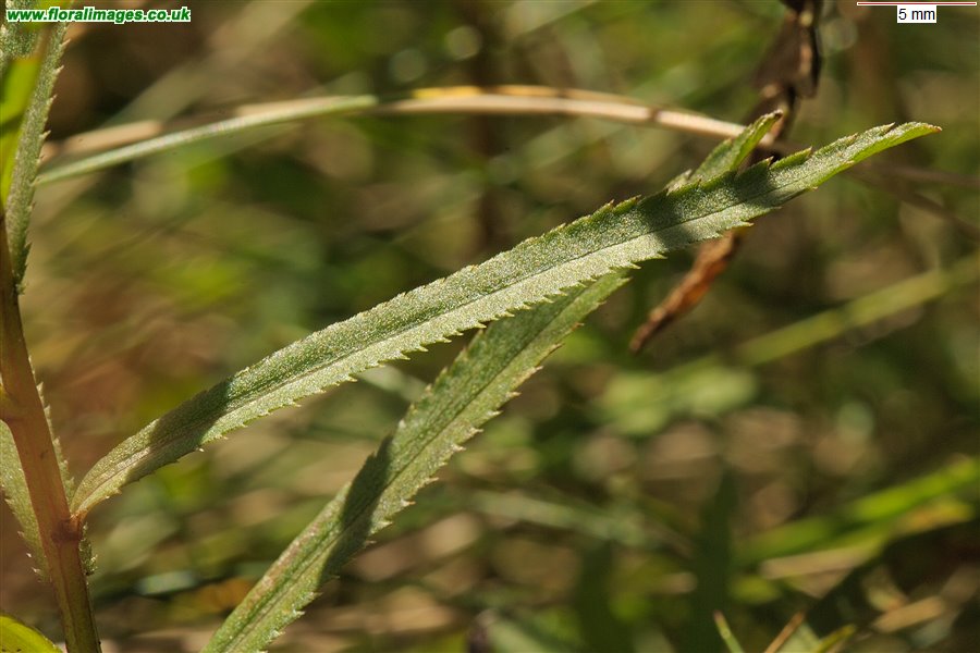 Achillea ptarmica