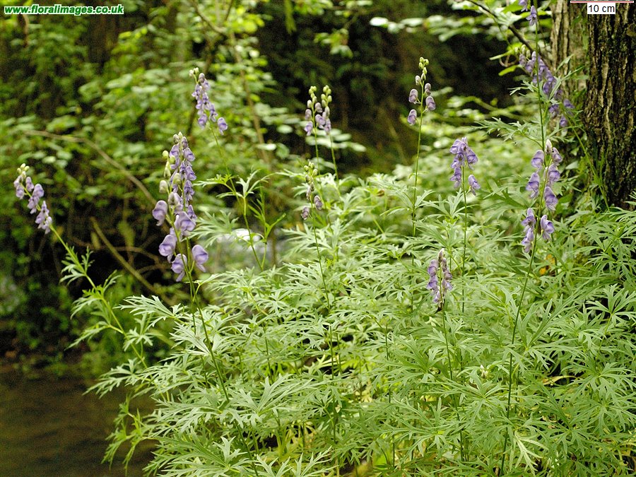 Aconitum napellus