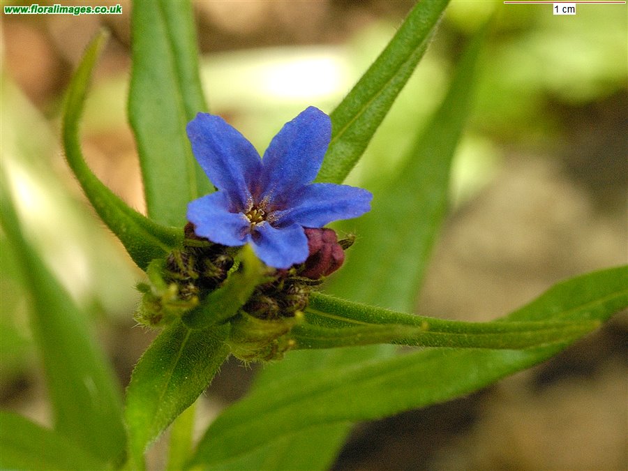 Aegonychon purpureocaeruleum