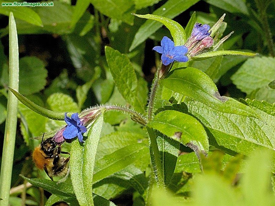 Aegonychon purpureocaeruleum