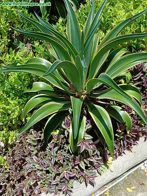 Agave demeesteriana