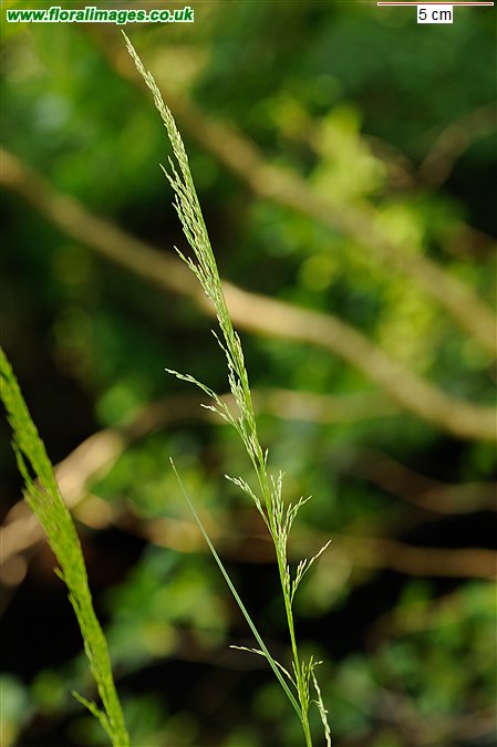 Agrostis canina sens lat