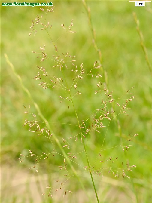 Agrostis capillaris
