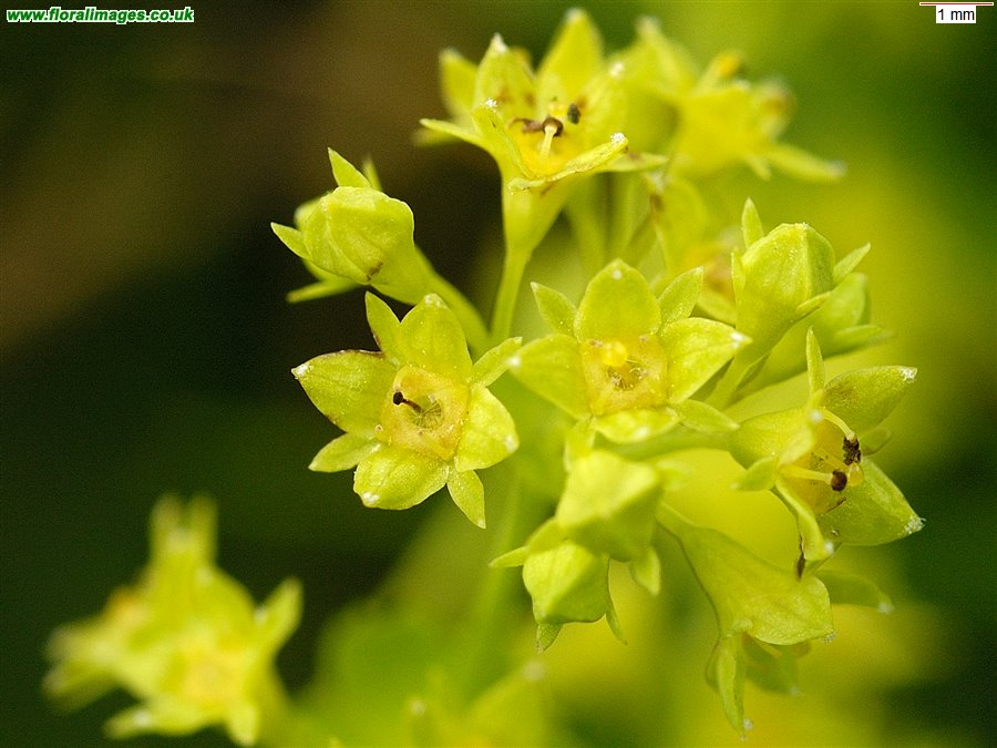 Alchemilla glabra