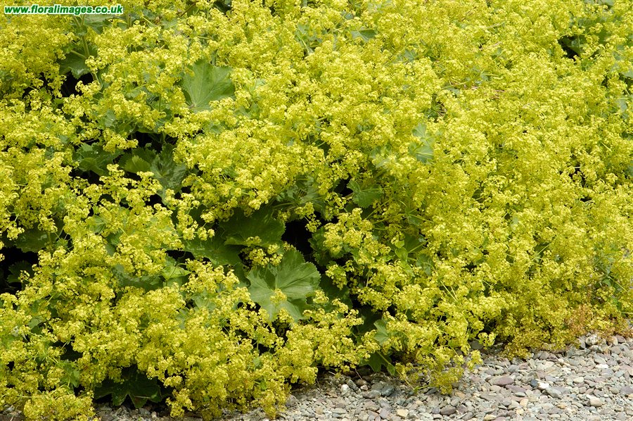 Alchemilla sp.