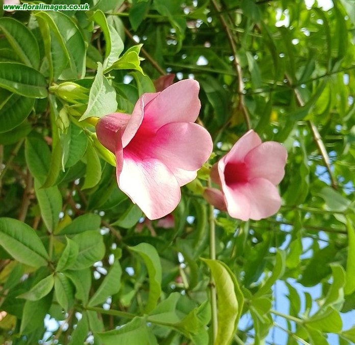 Allamanda blanchetii