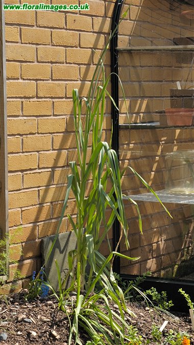 Allium ampeloprasum