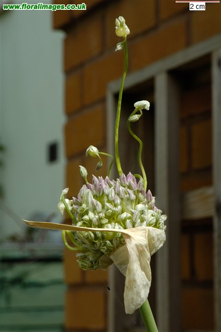 Allium ampeloprasum