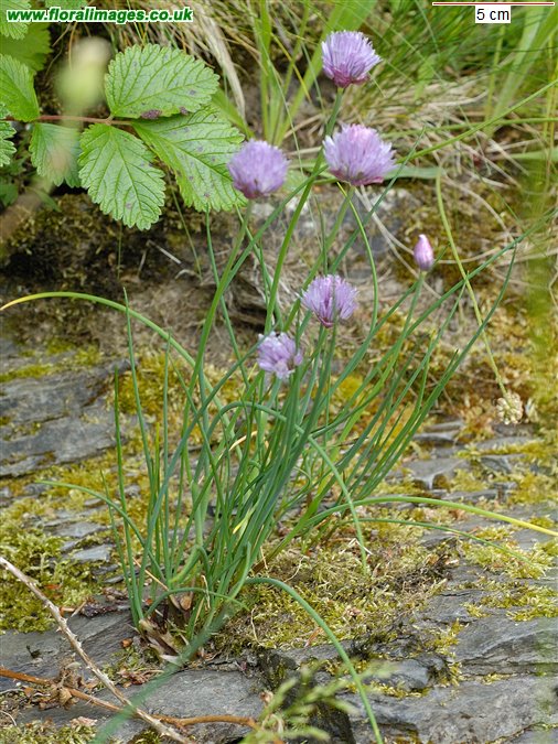 Allium schoenoprasum