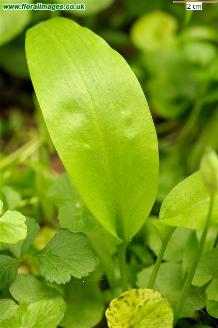 Allium ursinum