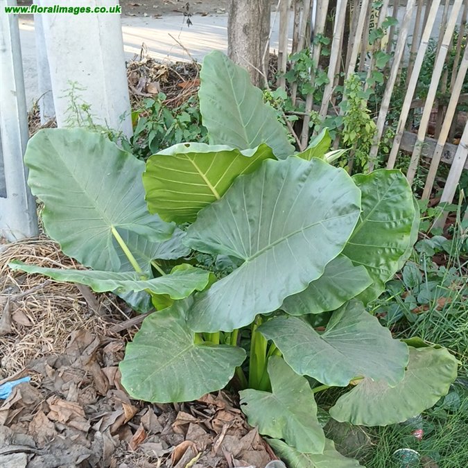 Alocasia macrorrhizos