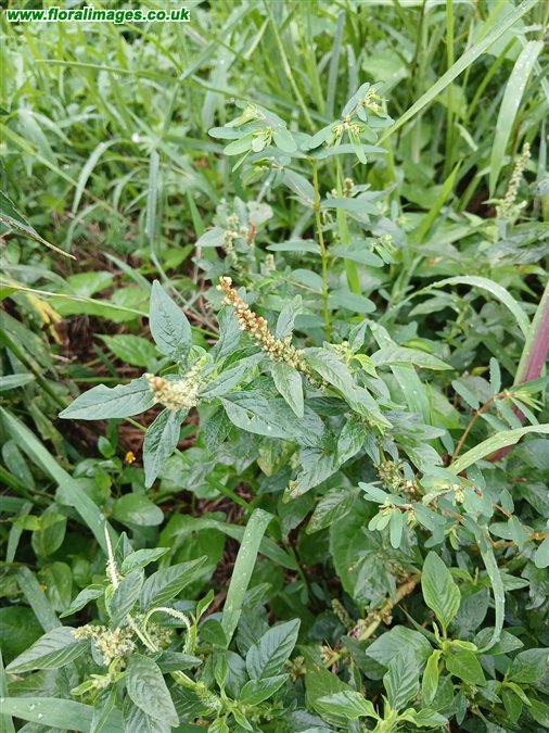 Amaranthus spinosus