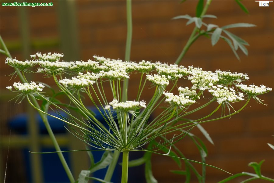 Ammi majus