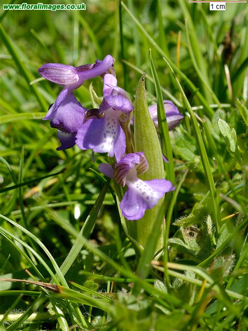 Anacamptis morio