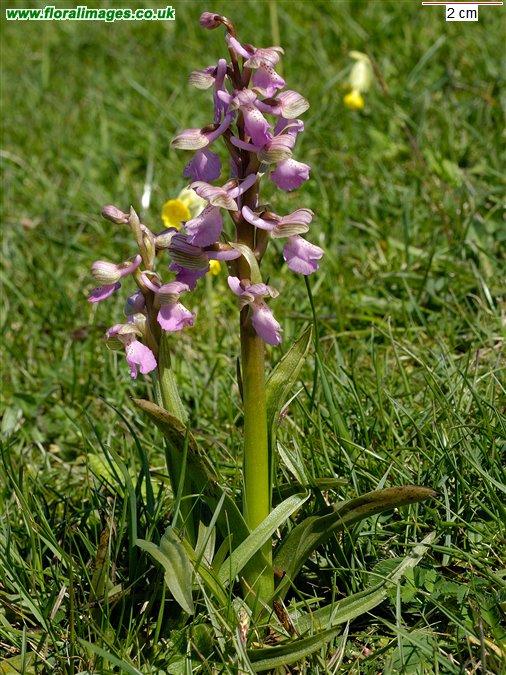 Anacamptis morio