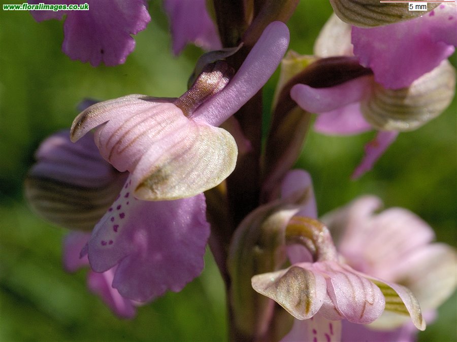 Anacamptis morio