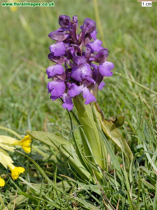 Anacamptis morio