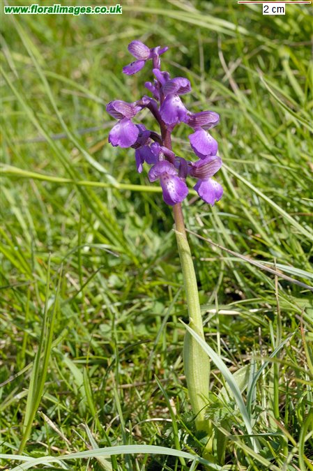 Anacamptis morio
