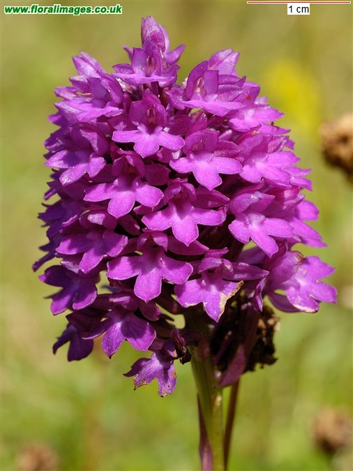 Anacamptis pyramidalis