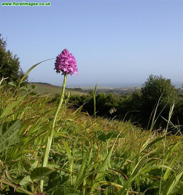 Anacamptis pyramidalis