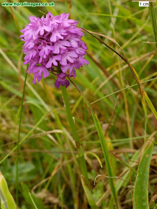 Anacamptis pyramidalis
