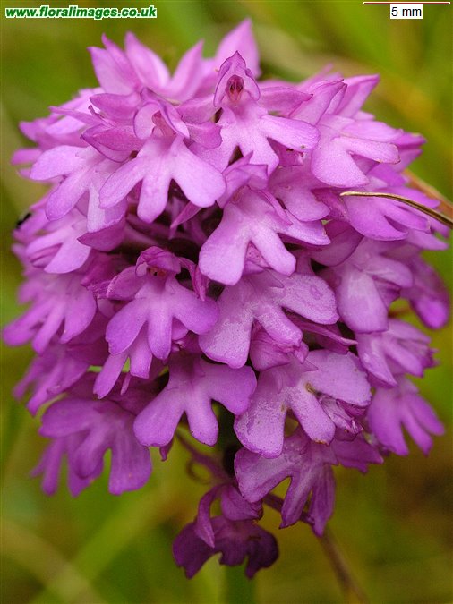 Anacamptis pyramidalis
