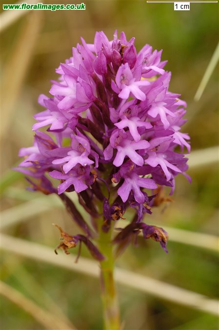 Anacamptis pyramidalis