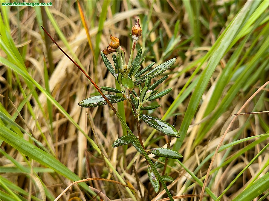 Andromeda polifolia