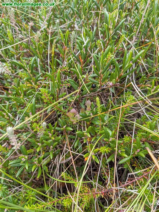 Andromeda polifolia