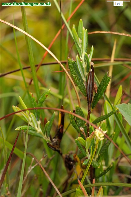 Andromeda polifolia