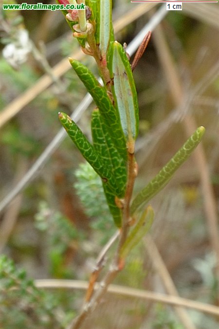 Andromeda polifolia