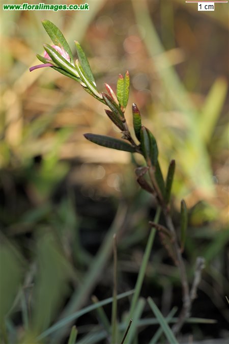 Andromeda polifolia