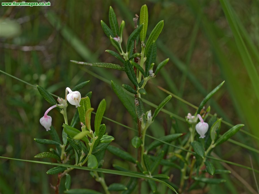 Andromeda polifolia