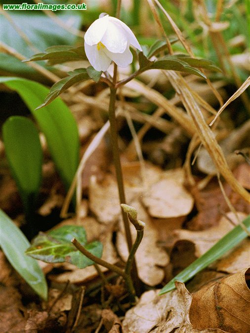 Anemone nemorosa