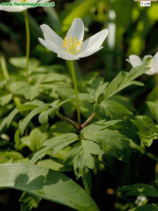 Anemone nemorosa