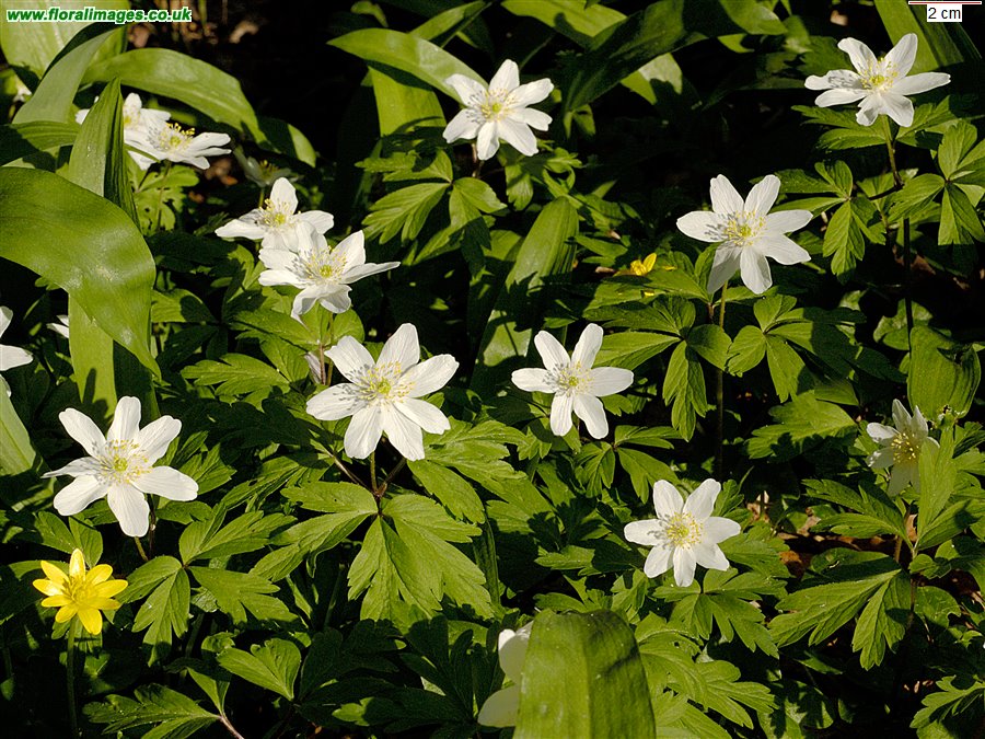 Anemone nemorosa