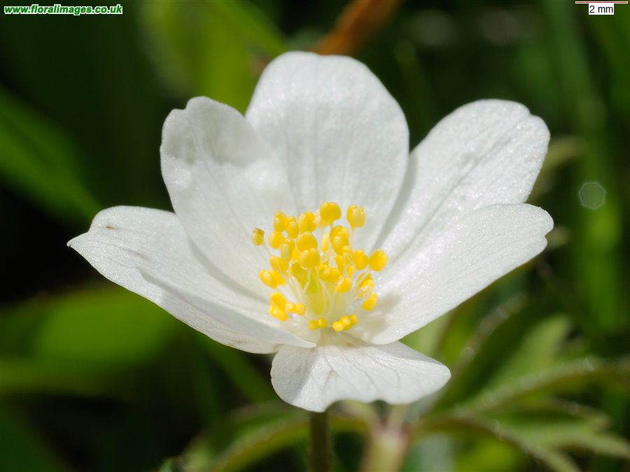 Anemone nemorosa