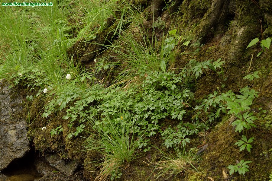 Anemone nemorosa