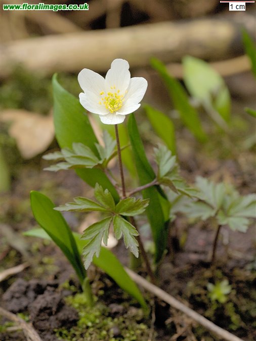 Anemone nemorosa