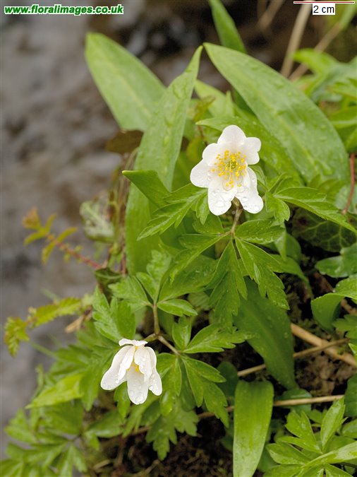 Anemone nemorosa