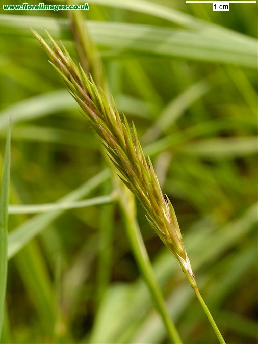 Anthoxanthum odoratum