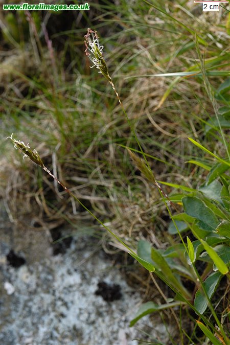 Anthoxanthum odoratum