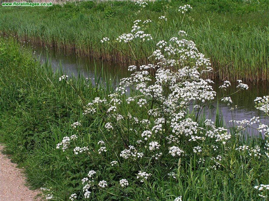 Anthriscus sylvestris