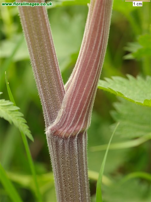 Anthriscus sylvestris