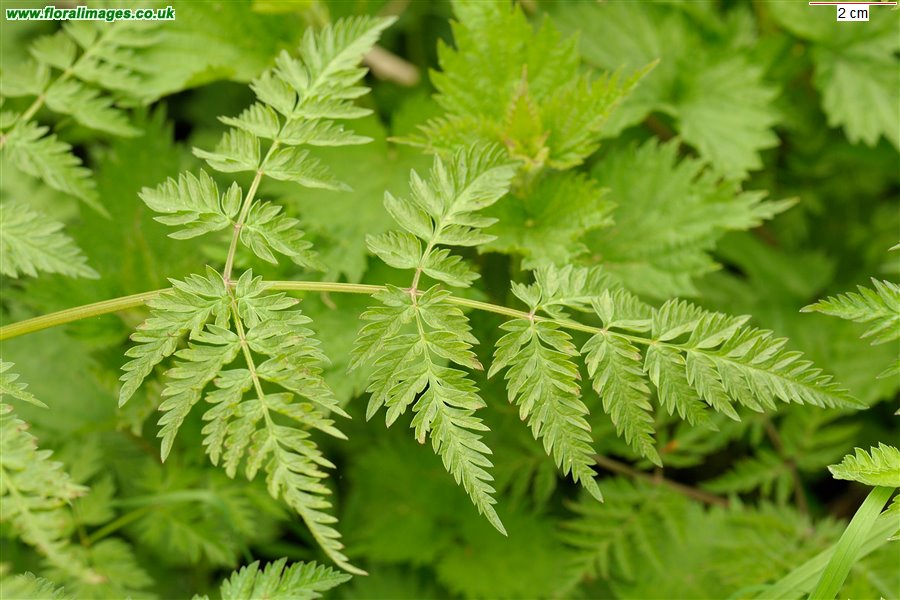 Anthriscus sylvestris